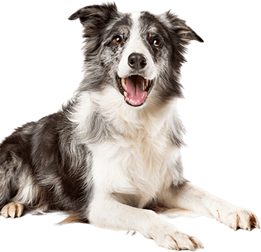 services-design-element