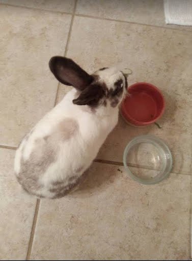 20241206174150_2-5661a238bd8f8c1217bdcae6849062daaba9ac6f-1