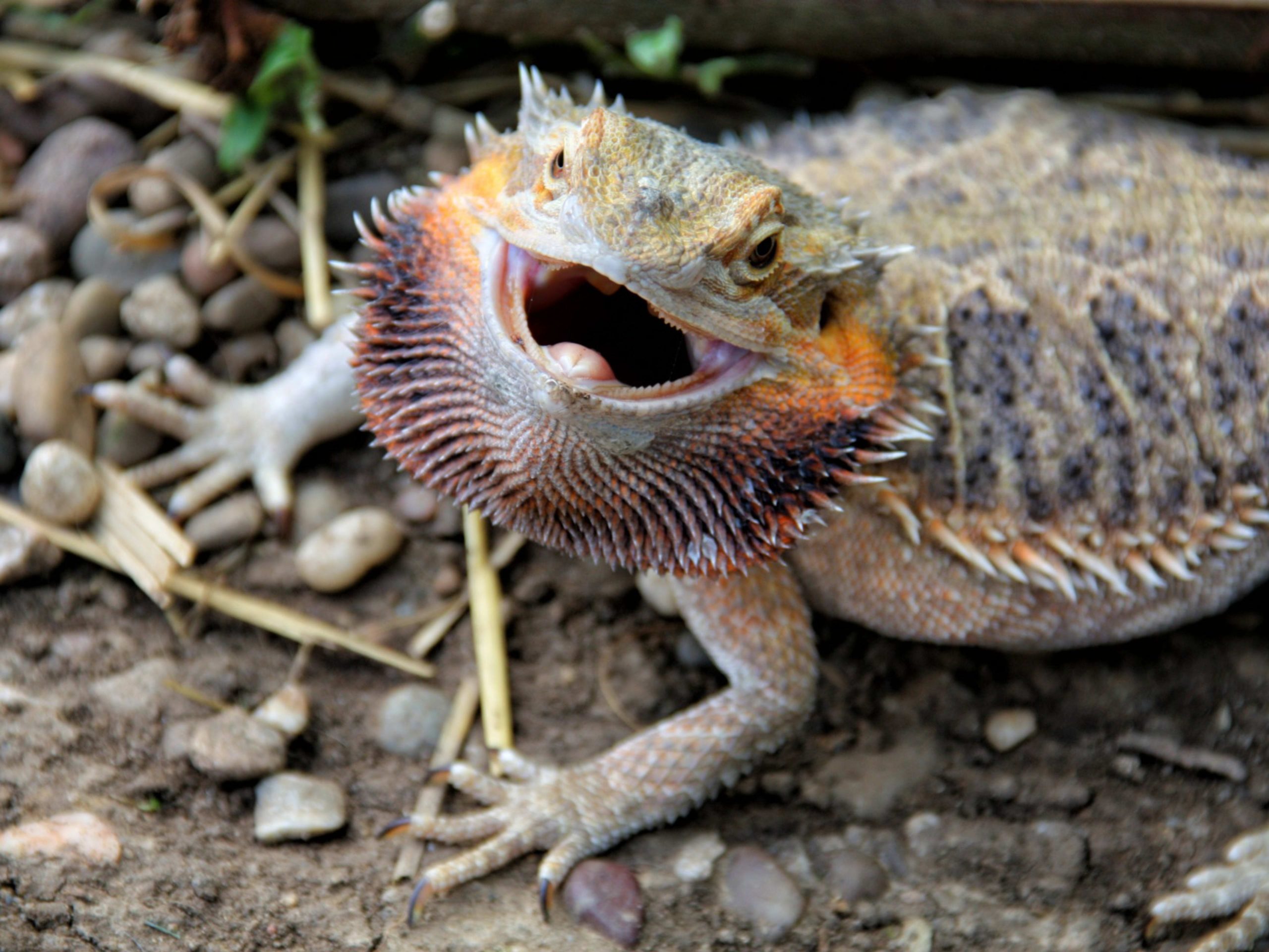 beginners-guide-keeping-bearded-dragon