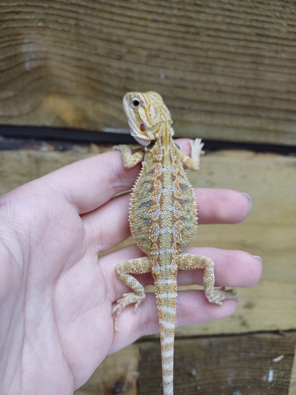 processed_65f75c76d5794ae0a7d01cfe86863e81